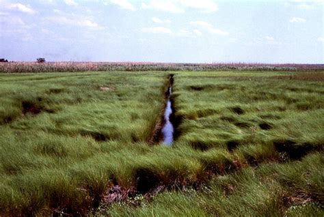 Free Picture Saltmeadow Cordgrass Spartina Patens Watery Marsh