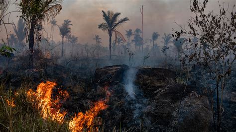 amazon deforestation soars as pandemic hobbles enforcement the new york times