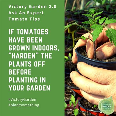 Ask The Experts Growing Tomatoes In Your Victory Garden 20 Victory