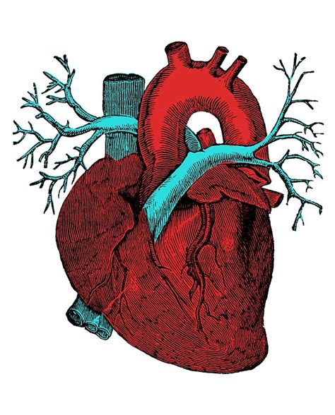 Human Heart Design By Prrint Redbubble