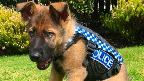 ¿se Puede Adoptar Un Perro Policía O De Rescate