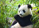 Giant pandas removed from China's endangered species list • Earth.com
