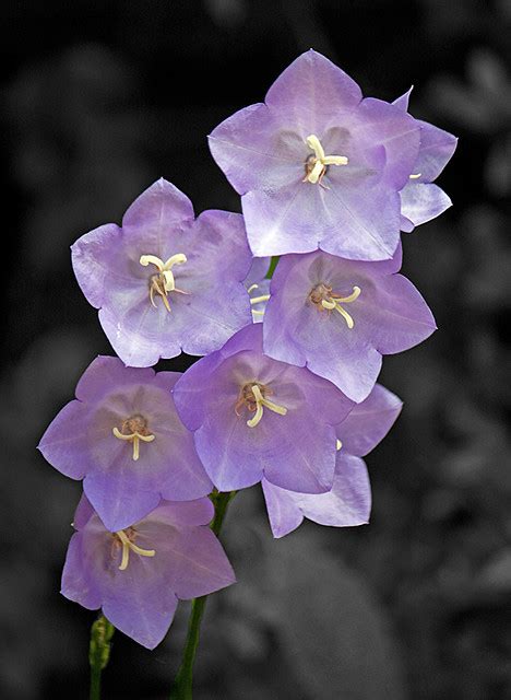Purple Bell Flower Campanula Persicifolia Flickr Photo Sharing