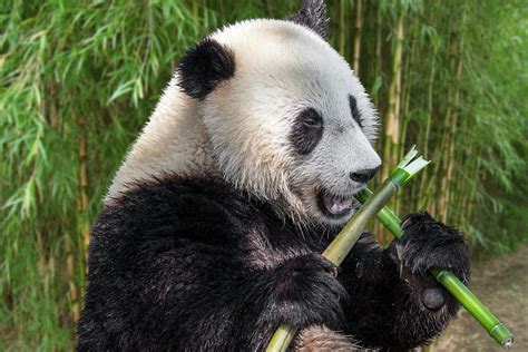 Giant Panda Eating Bamboo Photograph By Arterra Picture Library Fine
