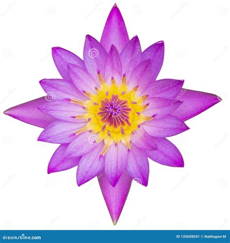Top View Purple Lotus Isolated On White Background With Clipping Path