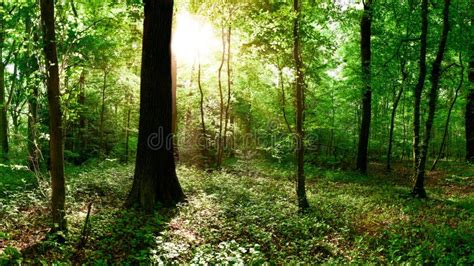 Lush Green Forest Stock Photo Image Of Green Environment 180249572