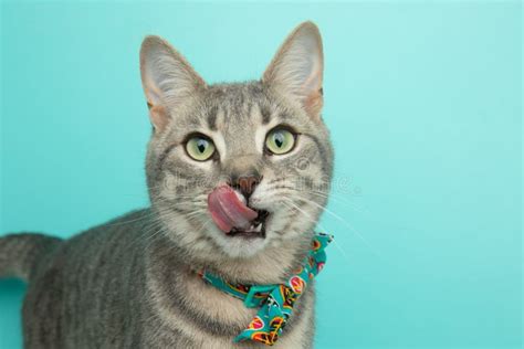 Grey Tabby Cat Wearing Bow Tie With Tongue Sticking Out Stock Photo