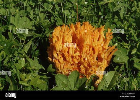 Yellow Coral Mushroom Ramaria Aurea On A Meadow Germany Stock Photo
