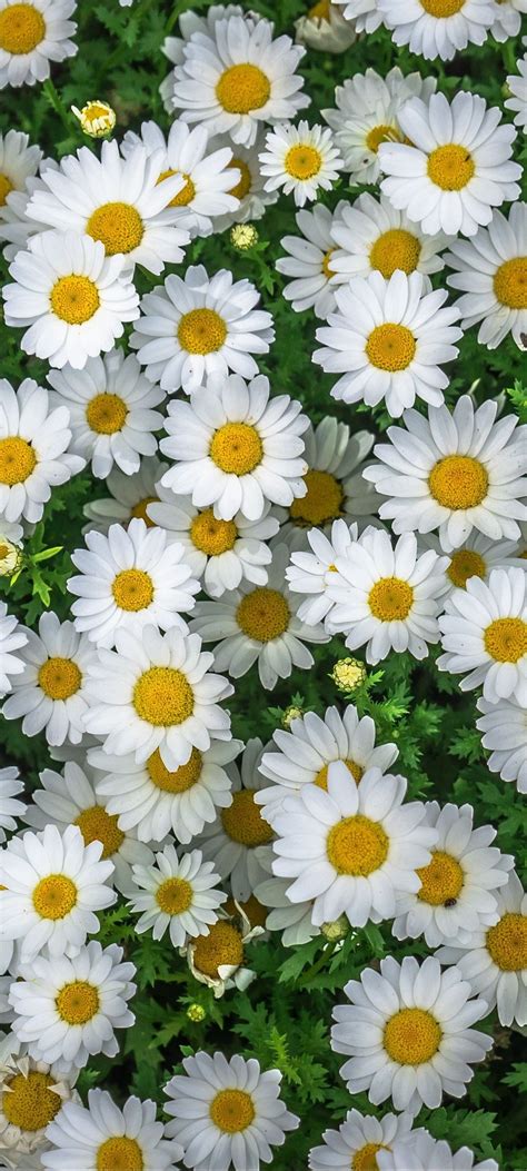 White Flower Wallpaper 11