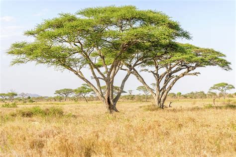Acacia Tree In Open African Savannah Photograph By Marek Poplawski