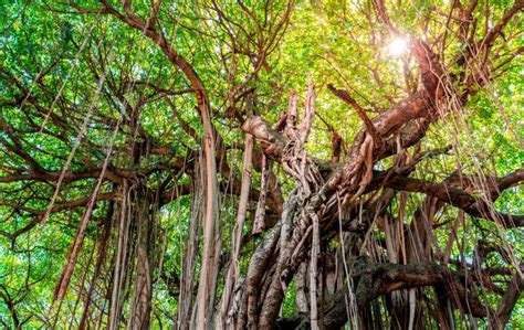 How Do Lianas Impact Forests Around The World