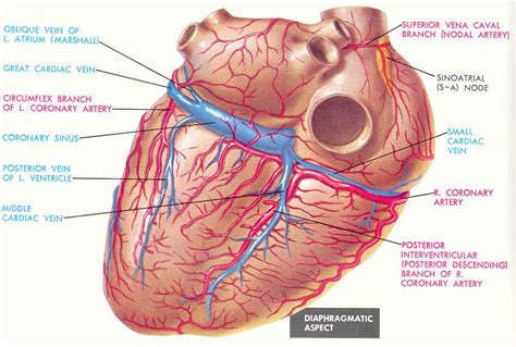Illustration of a body torso w. Pedi cardiology: Anatomy: Coronary Veins ...& Coronary ...
