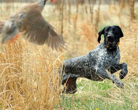 Pin By Beverly Johnson On Pups And Such Hunting Dogs Dogs German