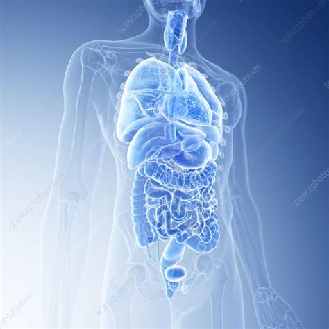 Illustration Of The Human Organs Stock Image F0236727 Science