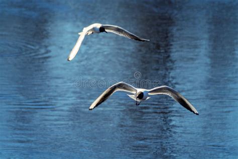 Two Sea Birds In Flight Stock Image Image Of Takeoff 197355943