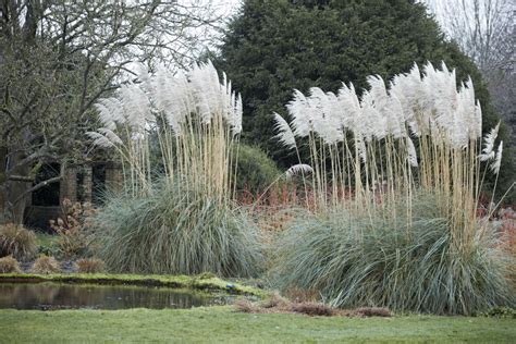 Check spelling or type a new query. Gardening 101: Pampas Grass - Gardenista
