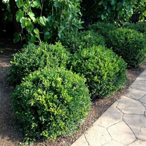 Winter Gem Boxwood Hardy And Compact Evergreen Shrub Buxus