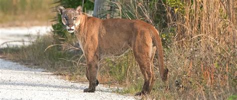 Eastern Puma Declared Extinct 80 Years After Last