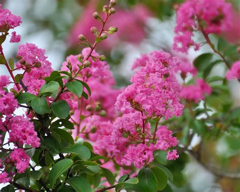 Crepe Myrtle Care Guide How To Plant And Grow Crepe Myrtles 2022