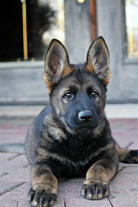 German shepherd puppies are often listed as one of the most popular puppy breeds in the united states. Black Sable German Shepherd Puppies | PETSIDI