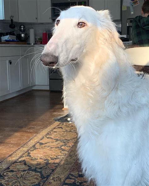 Eris The Borzoi On Instagram “its So Easy To Forget Her Eyes Have So