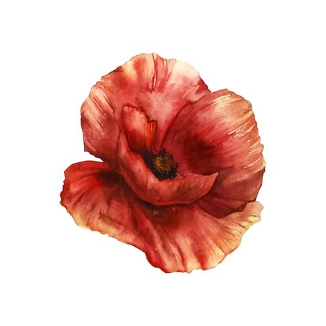 Premium Photo Poppy Flower Watercolor Illustration Botanical
