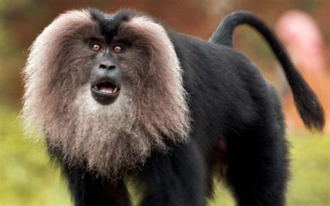 Lion Tailed Macaque L Stunning Our Breathing Planet