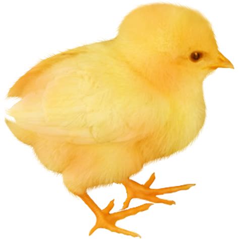 Baby Chicken Transparent Image Png Arts
