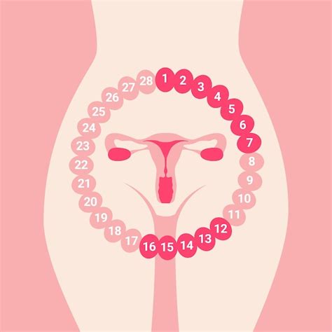 Ciclo Menstrual Femenino Sistema Reproductor Femenino Tero Rgano