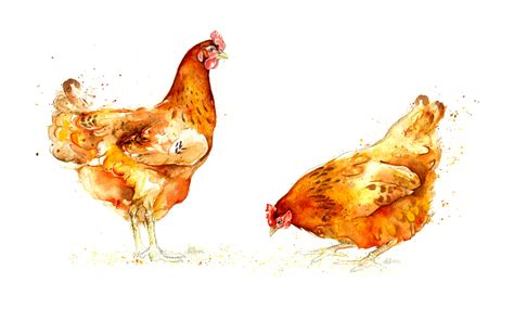 Amy Holliday Illustration Chickens The Rooster