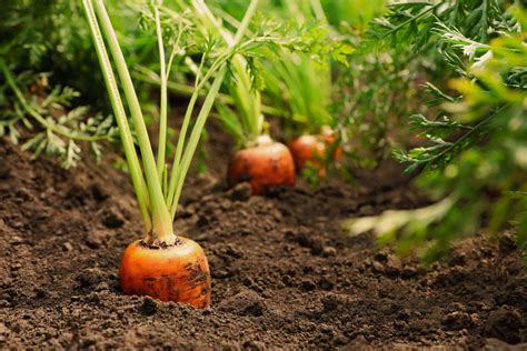 Carrots Growing In Soil Coverdrone