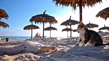 Cat Beach Stock Footage Video | Shutterstock