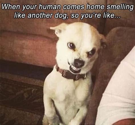 Lol So True Dog Memes Cant Stop Laughing Funny Animal Memes Funny