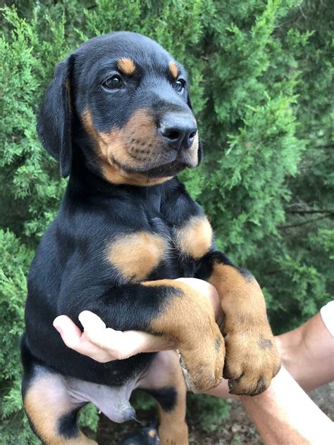 The properly bred and trained doberman has proved itself to be a friend and guardian, and his intelligence and ability to absorb and retain training have brought him into. Doberman Puppies for sale - Petclassifieds.com
