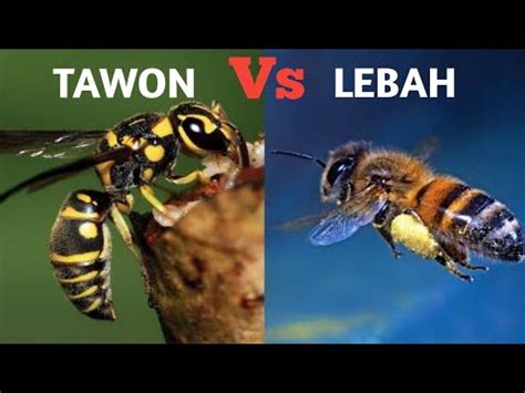 Beda Atau Sama Inilah Perbedaan Lebah Dan Tawon Youtube