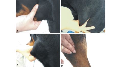 Generalized Lymphadenomegaly In A Six Year Old Female Doberman A