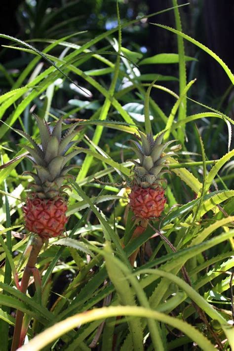 Two Small Pineapples Growing On A Pineapple Plant In Hawaii Stock Image