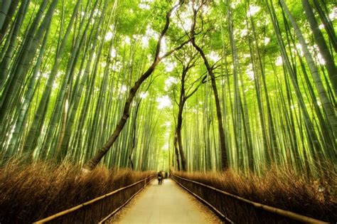 Bamboo (countable and uncountable, plural bamboos). Bamboo Forest Japan - Images Gallery - XciteFun.net