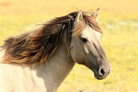 Horse Pictures · Pexels · Free Stock Photos