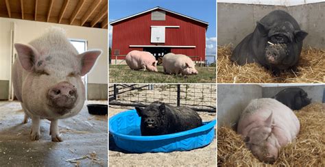 12 Things To Know Before Adopting A Mini Pig