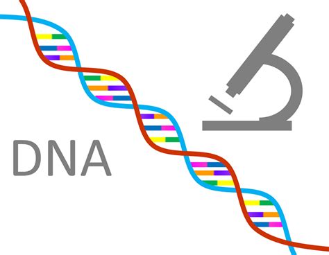 ดีเอ็นเอ Dna ยีน Gene โครโมโซม Chromosome อะไรเป็นอะไร