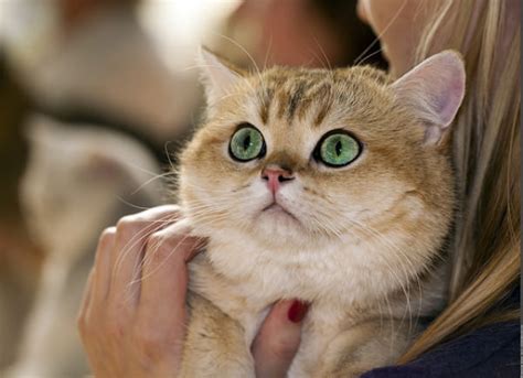 5 Things You Didnt Know About The British Shorthair
