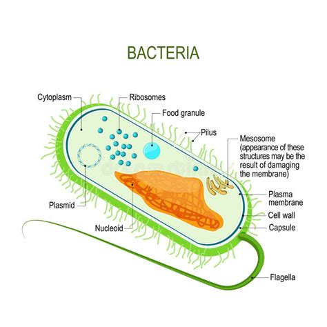 Estructura De Una Célula Bacteriana Anatomía Del Prokaryote Unicel