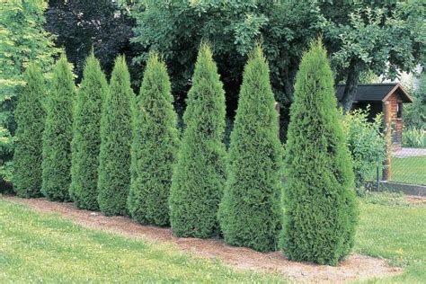 Growing Emerald Green Arborvitae In The Landscape Landscaping