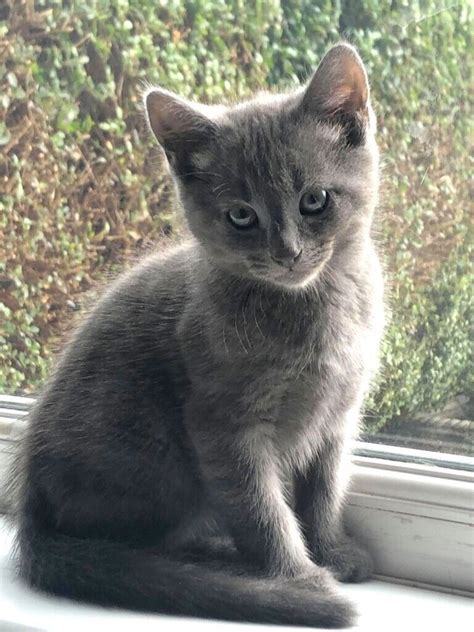 Beautiful Grey Blue Kitten Ready To Go In Liverpool Merseyside Gumtree