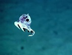 Incredible images of undiscovered deep sea creatures released after ...