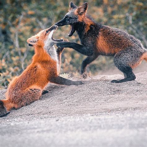 Guy Earns The Trust Of A Black And Orange Fox Shares 20 Stunning Pics