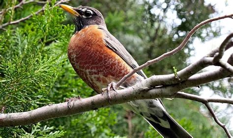 What Is The State Bird Of Michigan The American Robin