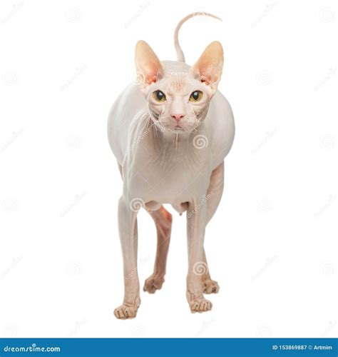 Pregnant Sphynx Hairless Cat Posing On A White Background Stock Image