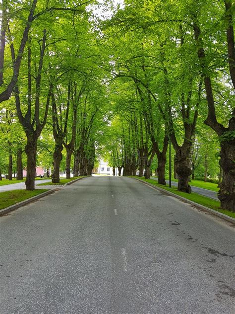 Tree Lined Street Stock Photo Image Of Nature Tree 182200810